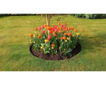 grass lawn with EverEdge garden ring forming a flower bed featuring tulips around a young tree
